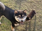 柴犬【・男の子・2020年7月22日・黒】