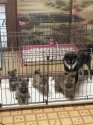柴犬【・女の子・2021年9月8日・黒】「出産した赤ちゃんたち」