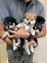 柴犬【・女の子・2021年3月17日・赤】「出産した子犬たち」