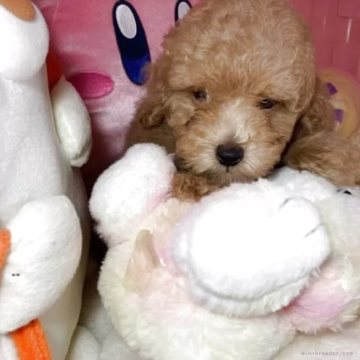 ID：2502-06556の子犬