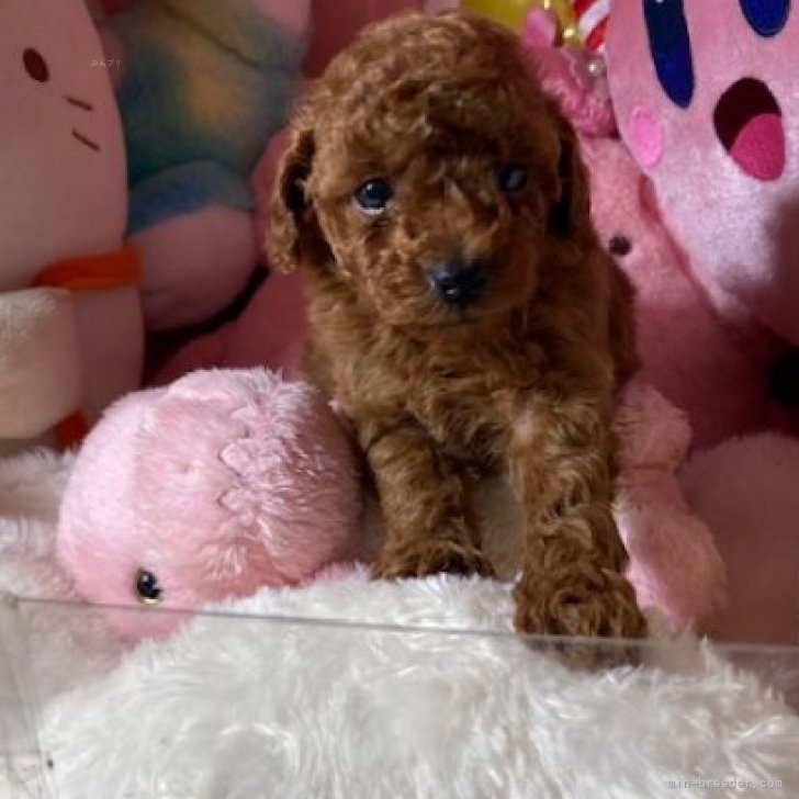 ブリーダー画像