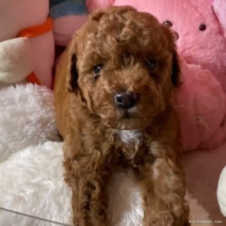 トイプードル(トイ)【富山県・男の子・2025年9月14日・レッド】の写真1