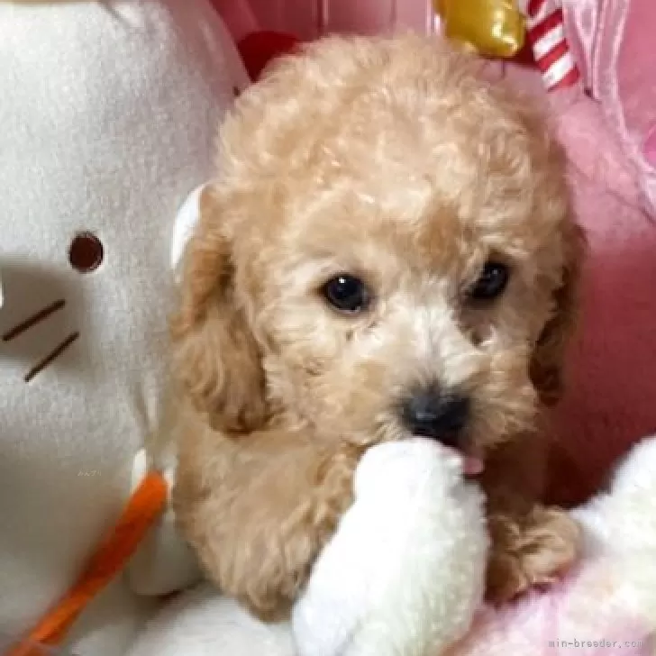 ID:2505-00104の子犬