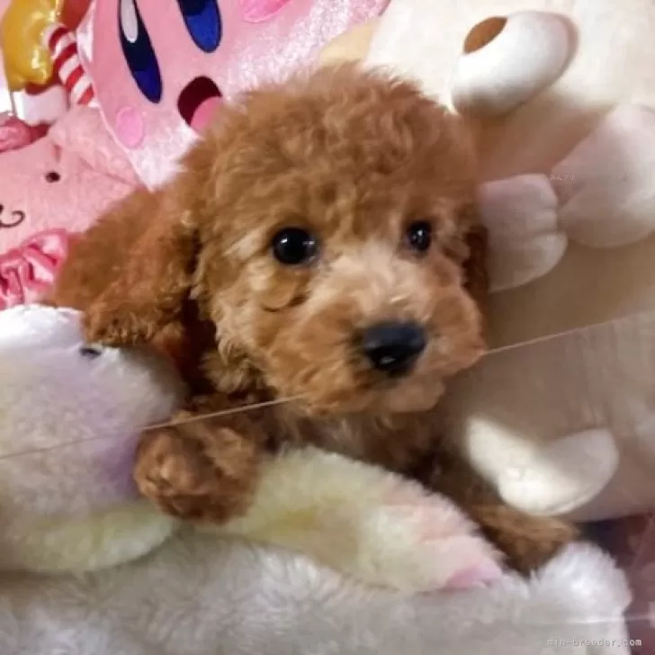 ID：2504-07654の子犬