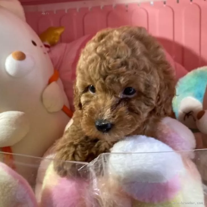 ID：2412-03299の子犬