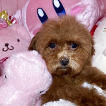 トイプードル(トイ)【富山県・女の子・2025年5月14日・レッド】の写真「すくすく育ってます可愛い女の子です。」