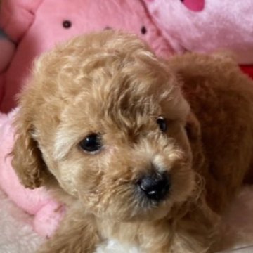 トイプードル(トイ)【富山県・女の子・2025年9月8日・アプリ】の写真「毛量のある子たちです」