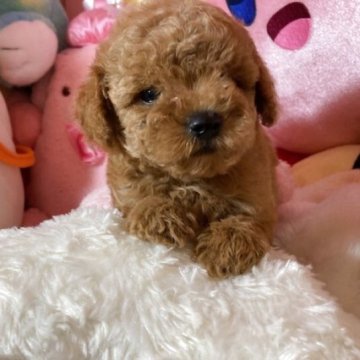 トイプードル(トイ)【富山県・男の子・2025年7月14日・レッド】の写真「毛量のある子たちです」
