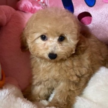 トイプードル(トイ)【富山県・女の子・2025年9月8日・アプリ】の写真「かわいい女の子」