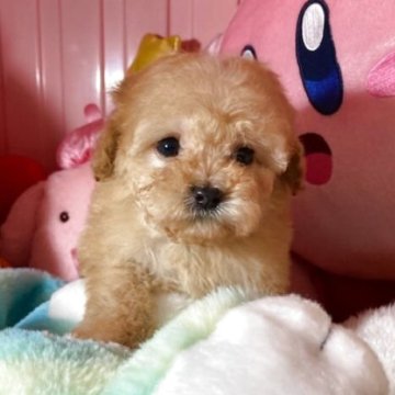 トイプードル(トイ)【富山県・女の子・2025年5月14日・アプリコット】の写真「すくすく育ってます可愛い女の子です。」