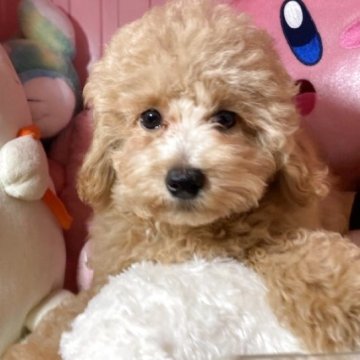 トイプードル(トイ)【富山県・男の子・2025年5月9日・クリーム】の写真「すくすく育ってます可愛い男の子です。」