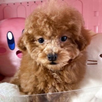 トイプードル(トイ)【富山県・女の子・2025年1月18日・レッド】の写真「すくすく育ってます可愛い女の子です。」