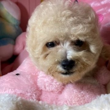 トイプードル(トイ)【富山県・男の子・2025年7月14日・クリーム】の写真「毛量のある子たちです」