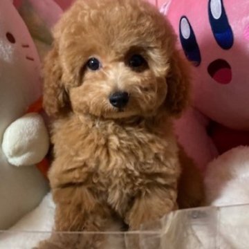 トイプードル(トイ)【富山県・男の子・2025年9月8日・レッド】の写真「毛量のある子たちです」