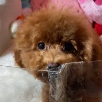 トイプードル(トイ)【富山県・女の子・2025年5月14日・レッド】の写真「すくすく育ってます可愛い女の子です。」