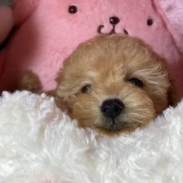 トイプードル(トイ)【富山県・女の子・2025年9月8日・アプリ】の写真「かわいい女の子」