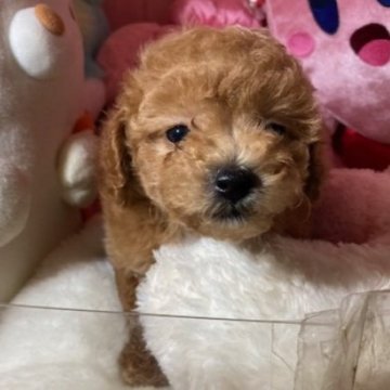 トイプードル(トイ)【富山県・女の子・2025年9月8日・アプリ】の写真「かわいい女の子」
