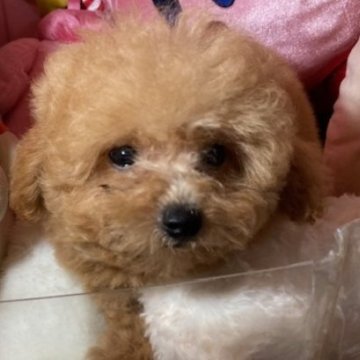 トイプードル(トイ)【富山県・男の子・2025年7月14日・レッド】の写真「毛量のある子たちです」