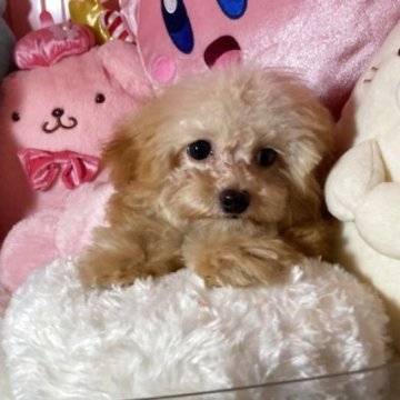 トイプードル(トイ)【富山県・女の子・2025年5月14日・アプリコット】の写真「すくすく育ってます可愛い女の子です。」