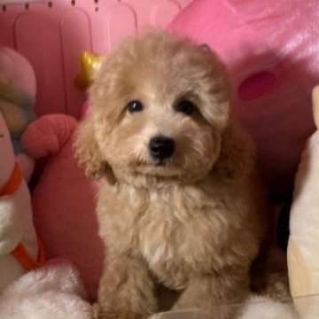 トイプードル(トイ)【富山県・男の子・2025年9月8日・アプリコット】の写真「かわいい男の子」