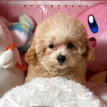 トイプードル(トイ)【富山県・女の子・2025年5月9日・クリーム】の写真「小さいかわいい女の子」