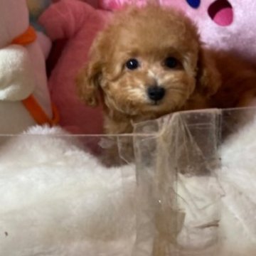 トイプードル(トイ)【富山県・女の子・2025年9月8日・レッド】の写真「かわいい女の子」