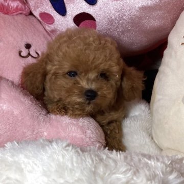 トイプードル(トイ)【富山県・男の子・2025年7月14日・レッド】の写真「毛量のある子たちです」