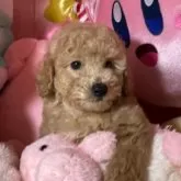 トイプードル(トイ)