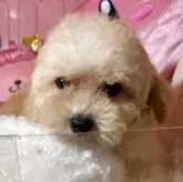 トイプードル(トイ)