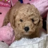 トイプードル(トイ)