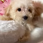 トイプードル(トイ)
