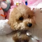 トイプードル(トイ)【富山県・男の子・2025年3月26日・アプリコット】の写真1