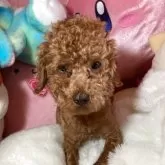 ティーカッププードル