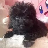 タイニープードル