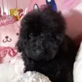 タイニープードル