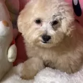 トイプードル(トイ)