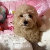 トイプードル(トイ)