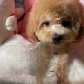 トイプードル(トイ)