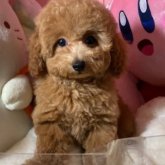 トイプードル(トイ)