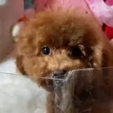 トイプードル(トイ)