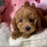 トイプードル(トイ)