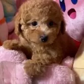 トイプードル(トイ)