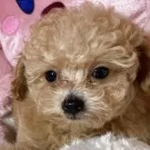 トイプードル(トイ)