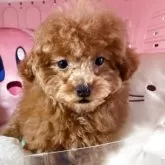 トイプードル(トイ)【富山県・女の子・2025年1月18日・レッド】の写真2