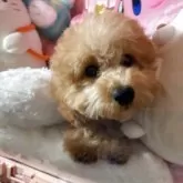 トイプードル(トイ)【富山県・男の子・2025年3月26日・アプリコット】の写真2