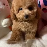 トイプードル(トイ)【富山県・男の子・2025年9月8日・レッド】の写真2