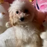 トイプードル(トイ)【富山県・女の子・2025年5月14日・クリーム】の写真3