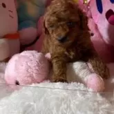 トイプードル(トイ)【富山県・男の子・2025年9月25日・レッド】の写真3