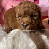 トイプードル(トイ)【富山県・男の子・2025年9月14日・レッド】の写真3