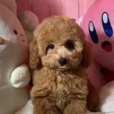 トイプードル(トイ)【富山県・男の子・2025年9月8日・レッド】の写真5